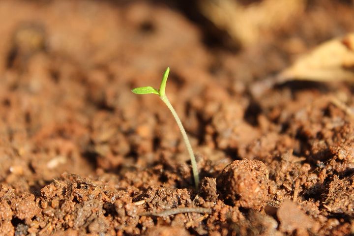 A young seedling sprouting from dark soil
