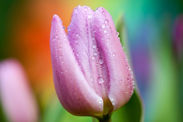 Dew drops on the petals of a purple tulip