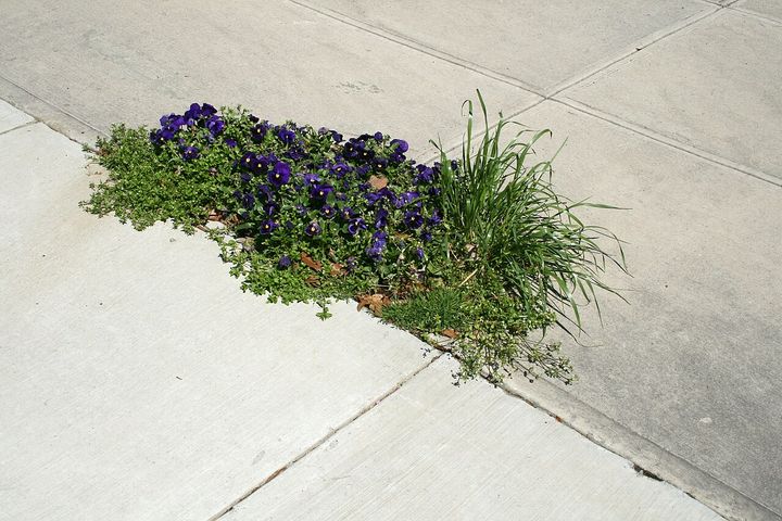 Purple violas growing through a crack in the pavement