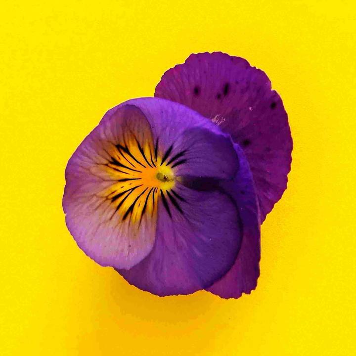 A purple pansy against a bright yellow background