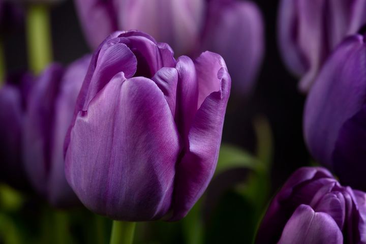 Purple tulips in bloom