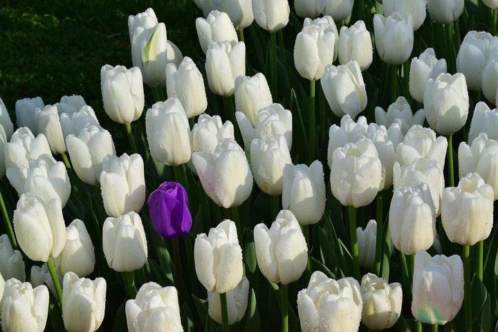 A single purple tulip among white tulips